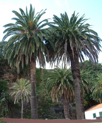 Palm trees