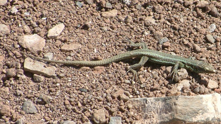 Lizard