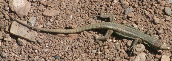 Lizard
