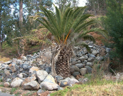 Palm tree