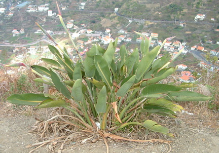 Bird of Paradise