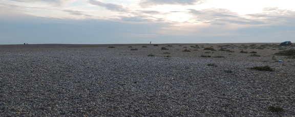 Shingle