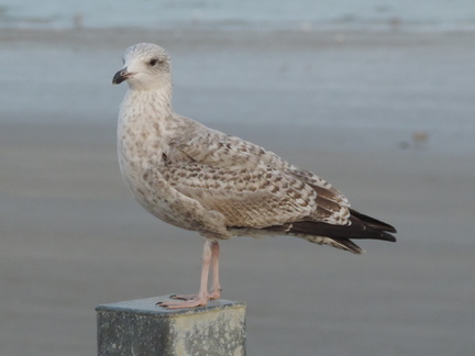 Seagull
