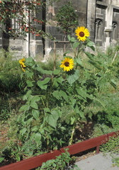 Sunflowers