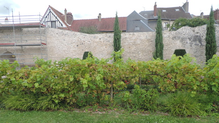 Vines