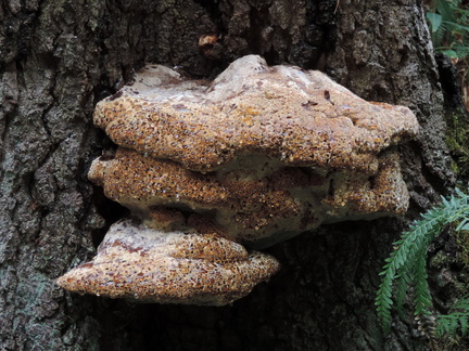 Bracket fungus