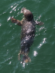Seal