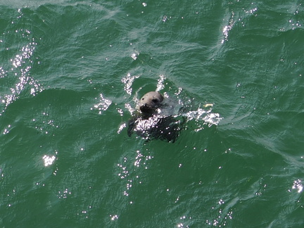 Seal