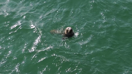 Seal