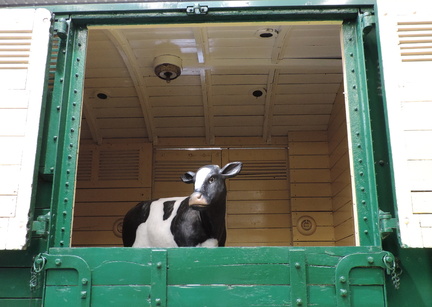 Cow