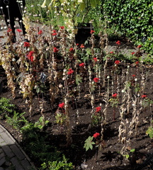 Ricin and opium