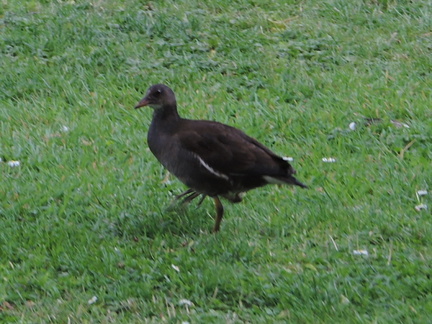 Moorhen