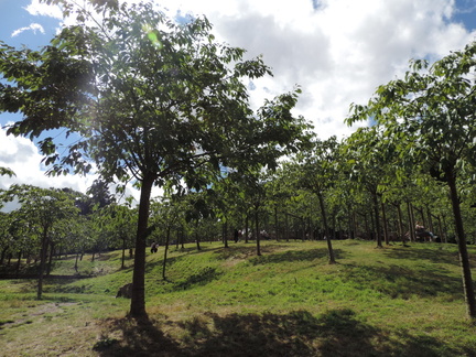 Cherry orchard