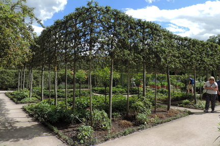 Trained trees