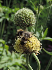 Bees