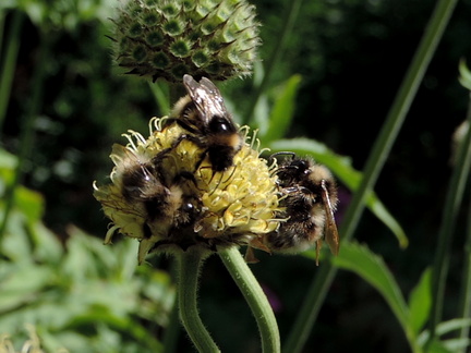 Bees