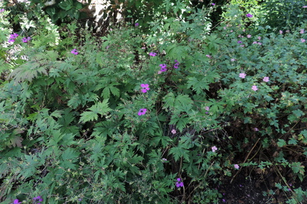 Purple flowers
