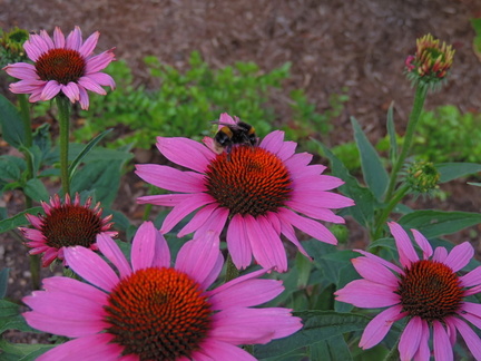 Bee