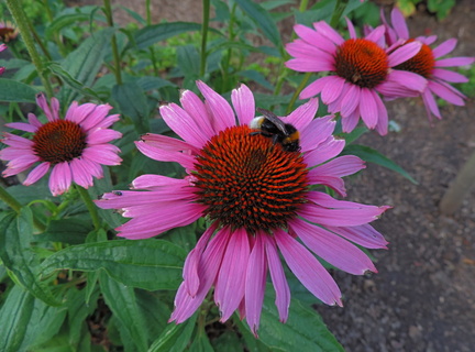 Bee