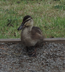 Duckling