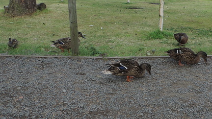 Ducks