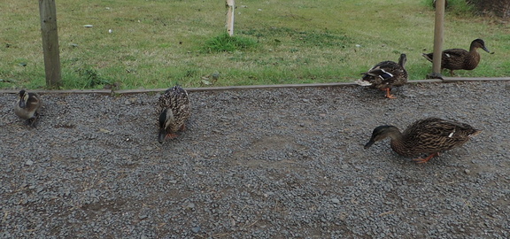 Ducks
