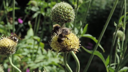 Bees