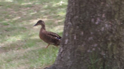 Duck