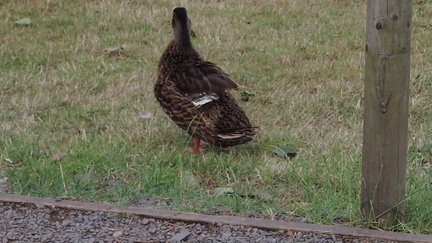 Duck