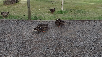Ducks