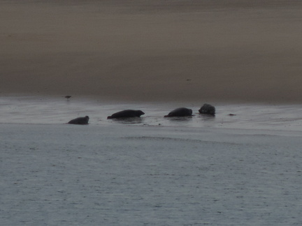Seals