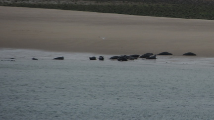 Seals