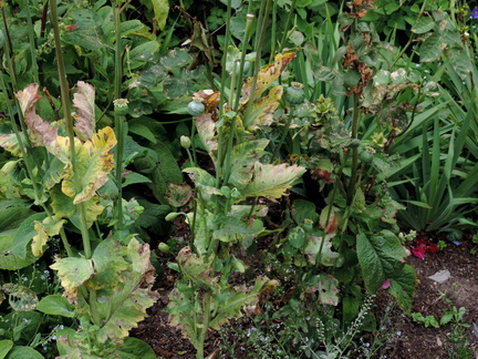 Poppies
