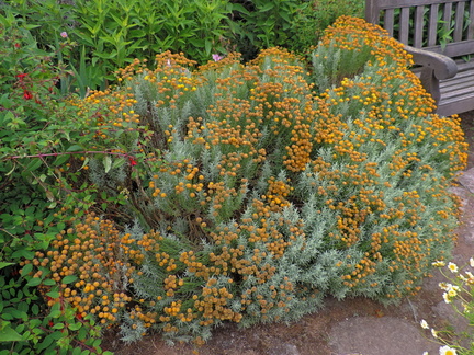 Bush