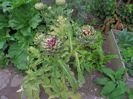 Artichokes