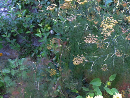 Plants