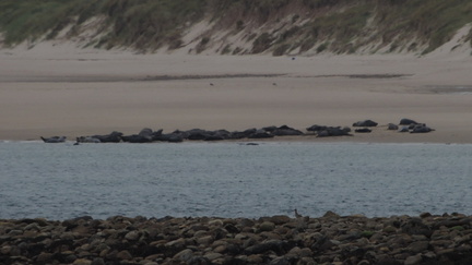 Seals