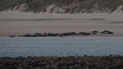 Seals