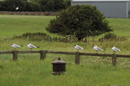 Gulls