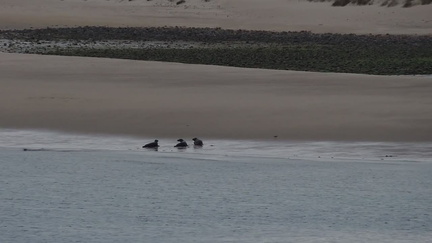 Seals