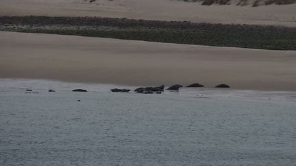 Seals