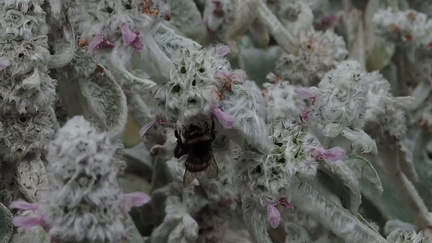 Bee