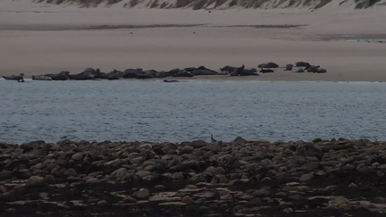 Seals