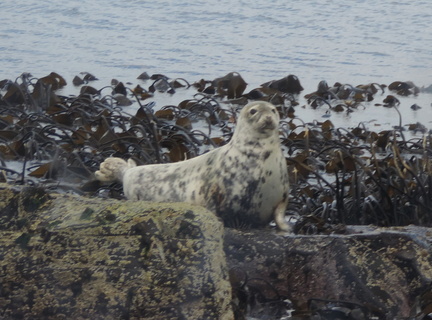 Seal