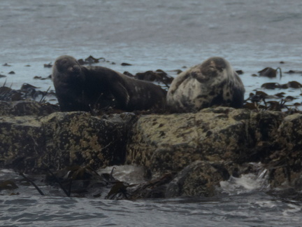 Seals