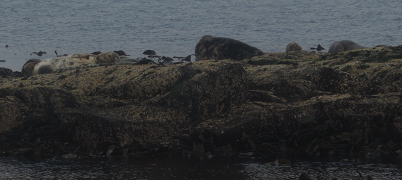 Seals