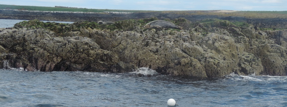 Seals