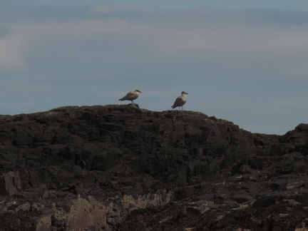 Gulls