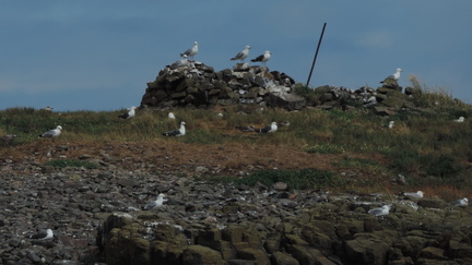 Gulls