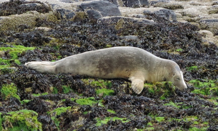 Seal